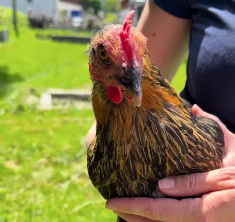 Huhn auf dem Arm getragen