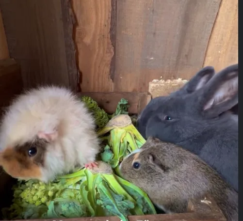 Kaninchen und Meerschweinchen im Gehege