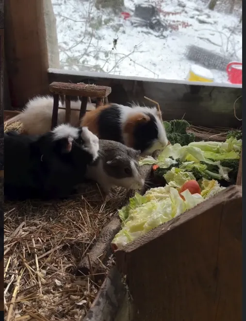 Meerschweinchen im Stall