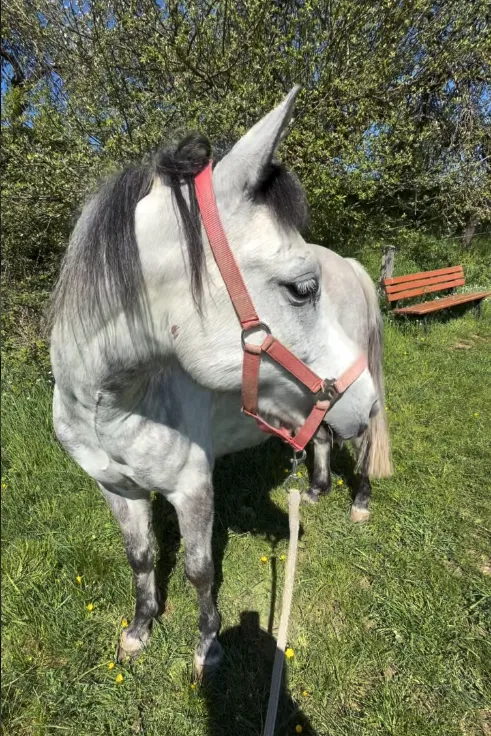 Pferd auf der Weide am Waldrand